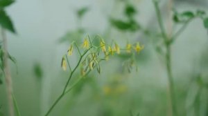 ГОТОВИМСЯ С ЛЕТА К СУРОВОЙ ЗИМЕ | ЖЕНА ДЕЛАЕТ ПРИПАСЫ ЕДЫ | ЗАБИВАЮ ДРОВЯНИК | ПЧЁЛЫ НАТАСКАЛИ МЁД