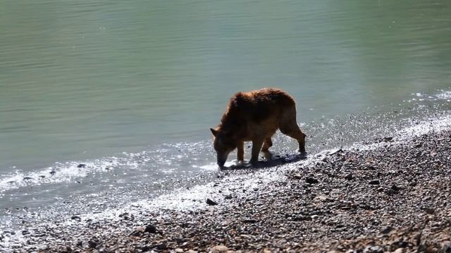 Продолжаю развлекаться с нейросетями, задавала "дождливый день" а получила медведя 😂