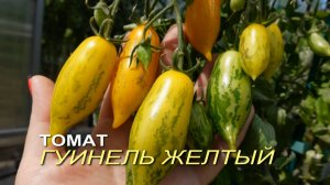 Томат ГУИНЕЛЬ ЖЕЛТЫЙ. Обзор сортов ТОМАТОВ!