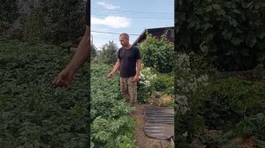 Калийные подкормки. Очень важно для картофеля.