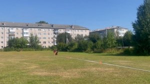 1 Отл. КЧК Goldene Bienenstock PAVLA +++ №31. КЧК КОТЛАС 26 июля`25 Моно немецких овчарок