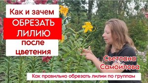 КАК И ЗАЧЕМ ОБРЕЗАТЬ ЛИЛИЮ ПОСЛЕ ЦВЕТЕНИЯ