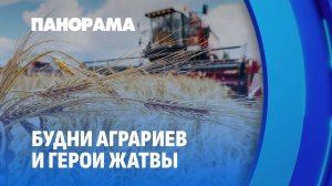 Более 3 млн тонн зерна вместе с рапсом намолотили аграрии Беларуси! Как проходит уборочная?
