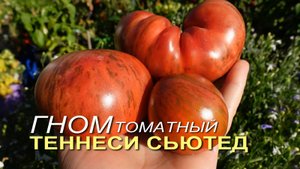 Томатный гном ТЕННЕСИ СЬЮТЕД. Обзор сортов ТОМАТОВ!