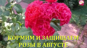 КОРМИМ И ЗАЩИЩАЕМ РОЗЫ В АВГУСТЕ