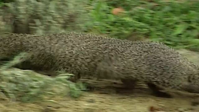 Египетский мангуст – пожирает Огромных ЗМЕЙ и дает отпор ЛЬВАМ! смотреть онлайн