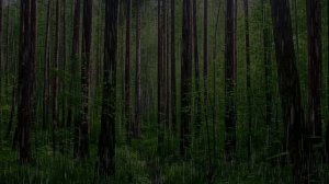 Дождь. Дождь онлайн. Мягкий дождь в лесу без грома