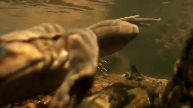 Этот Болотный МОНСТР Пожирает даже ЗМЕЙ! Роющая Лягушка – Глотает ВСЁ, что движется! смотреть онлайн