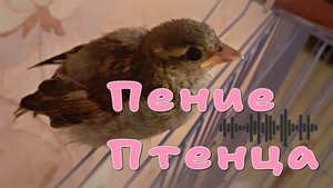 КАК ПОЕТ ДОМАШНИЙ ПТЕНЕЦ ВОРОБЬЯ?! Птенец воробья поет дома. Ручной воробей.