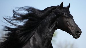 Повисла в окне луна-уголёк (Мне бы дьявола-коня) песня Яшки-цыгана к/ф "Корона Российской Империи"