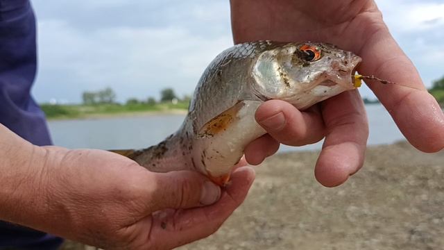 Плотва. смотреть онлайн