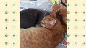 Тайная жизнь котиков🐈