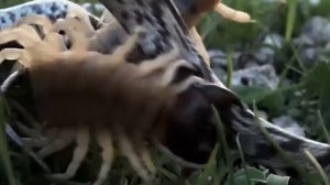 Сколопендра — бронированный Монстр, который атакует ВСЕ, что движется!