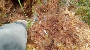 На болота за мхом.