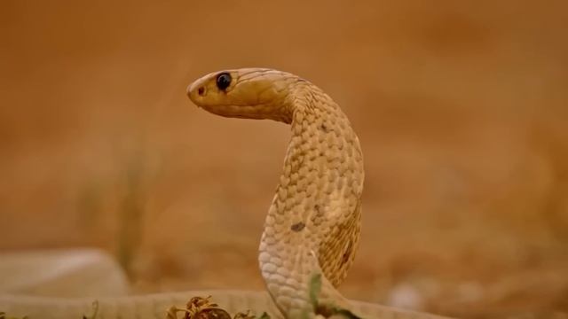 Желтый мангуст – маленький любитель БОЛЬШИХ Змей! смотреть онлайн