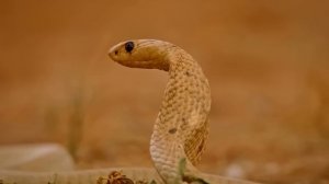 Желтый мангуст – маленький любитель БОЛЬШИХ Змей!