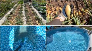 2 августа. Уборка лука. Такого не было НИКОГДА. Кристально-чистая вода в бассейне весь сезон.