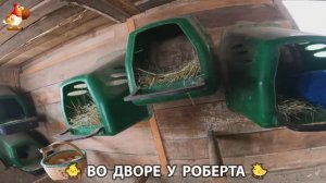 Содержание кур в домашних условиях и других птиц во дворе у Роберта 🐣🐤🦆🐔🪿🦃 (116)