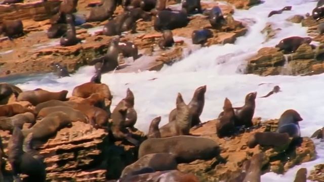 Этих СОКОЛОВ боятся Пингвины и даже ТЮЛЕНИ! Каракары – главные островные Бандиты! смотреть онлайн