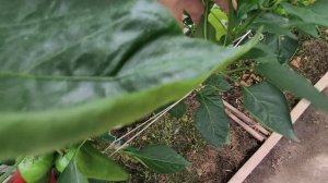 5 августа Московская область.
Мой дачный рай под дождём вторые сутки.