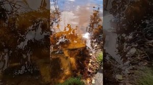 лесная сказка