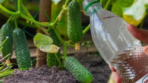 Уксус для томатов и огурцов: секрет богатого урожая!