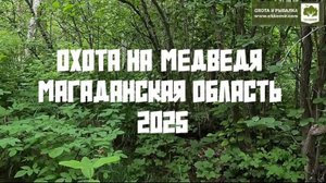 Охота на медведя с лайками от первого лица. Магаданская область. +18
