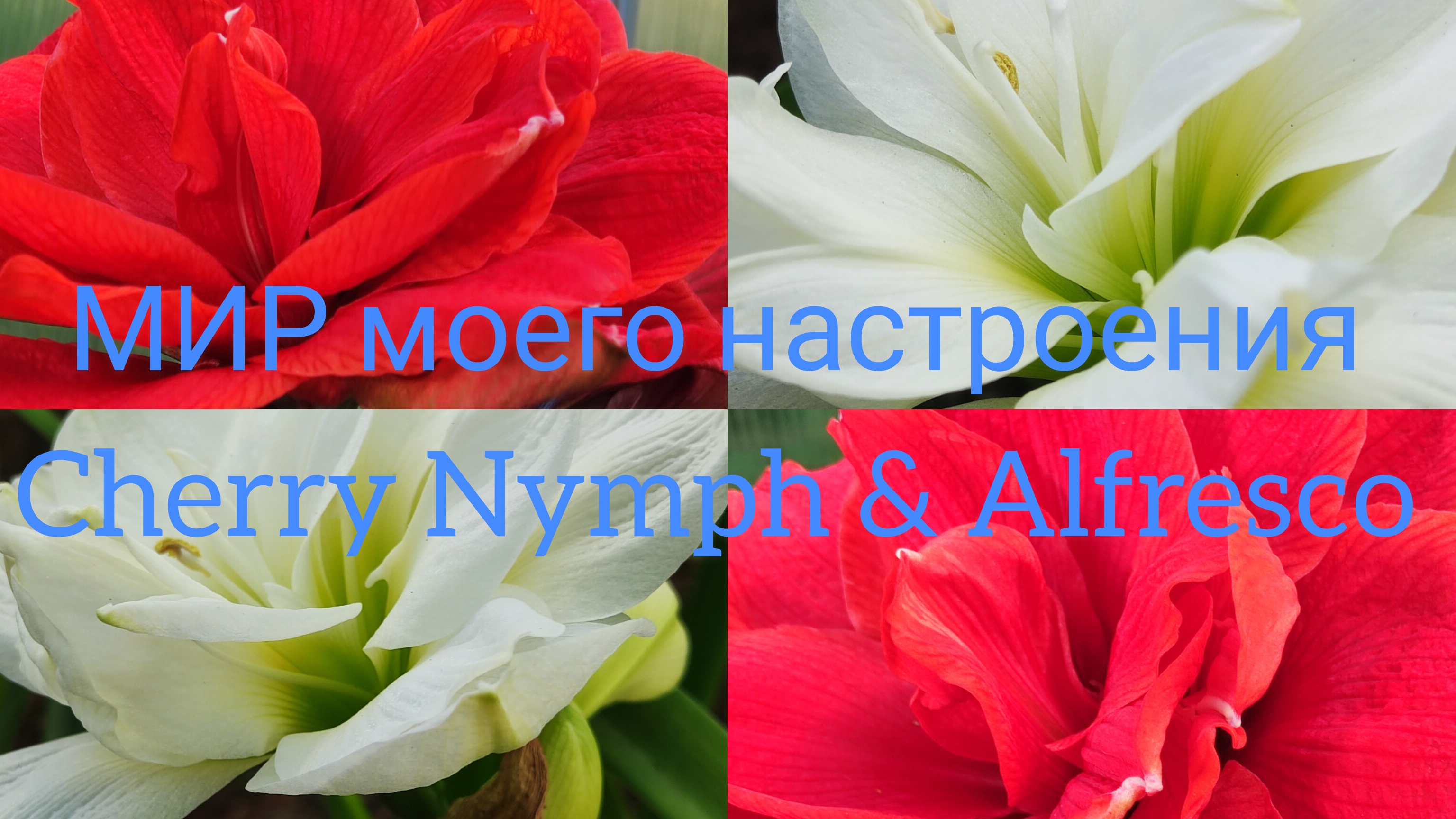 02.08.25 Гиппеаструм Черри Нимф и Альфреско, цветение в теплице