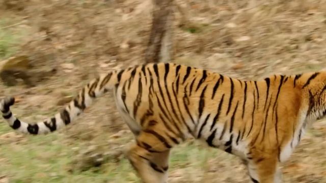 Его боятся ОЛЕНИ и даже МЕДВЕДИ! Амурский ТИГР - Царь Снежных ЛЕСОВ! смотреть онлайн