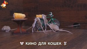 Видео для кошек про крысок развлекать питомцев 🐭🐀😂 (252)