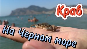 Краб в Черном море! Неожиданная находка на пляже в Коктебеле  #Крым 5 августа 2025