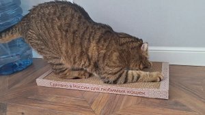 Благодаря этой когтеточке кот ни разу не испортил обои, двери, диван❤️