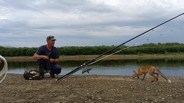 Взвешиваю улов. Присутствует зритель-воришка. смотреть онлайн