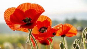 Доброе утро желаю хорошего дня 🦋