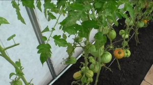 Индетерминантные помидоры в начале августа