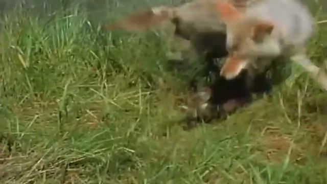 Агрессивный грызун, который даст отпор даже КОЙОТУ! Ондатра — это вам не бобр! смотреть онлайн