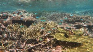 raja ampat snorkeling pulau koh 2025