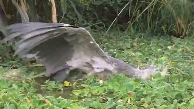 Китоглав – Доисторический Хозяин болот, Пожирающий все, что Движется! смотреть онлайн