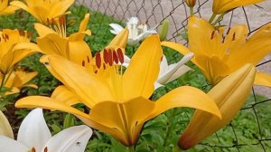 Зацвели мои лилии 🥰 Красота!