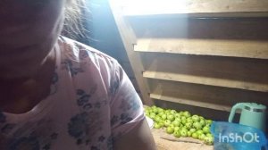 Сущим яблоки.