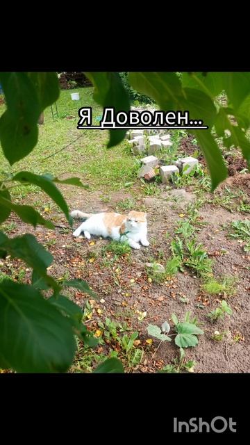 Кексик в июне 2025🐯