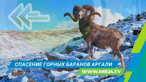Сохранить аргали: как в России спасают от вымирания редкий вид горного барана?