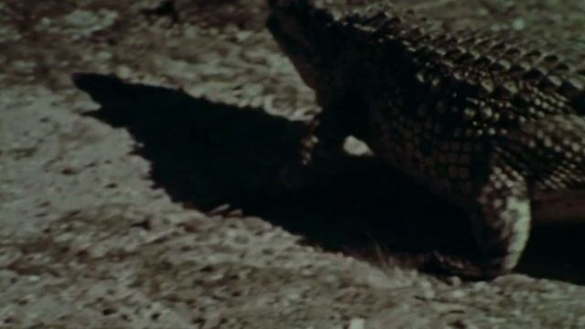 Степной кот – Скрытный Акробат пустыни, который не боится КРОКОДИЛОВ! смотреть онлайн