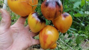 Томат Ананасовый сержант