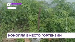 Наркоплантацию на приусадебном участке обнаружили в селе Баневурово
