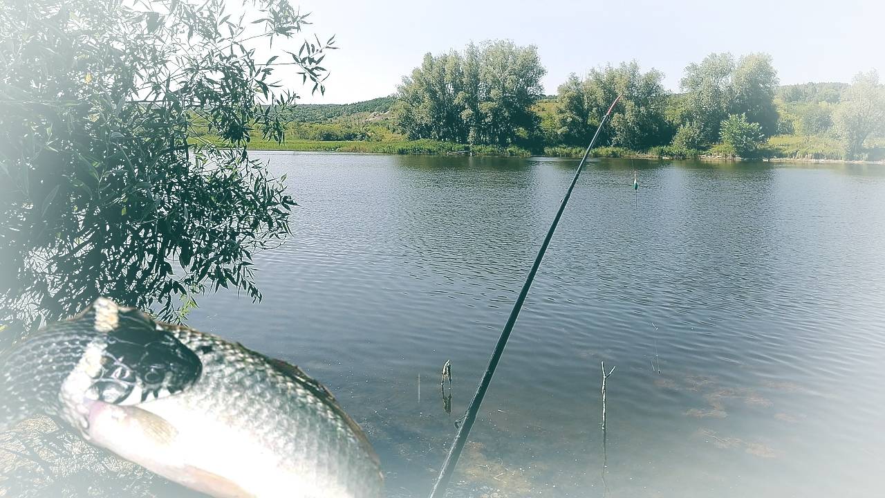 ПОЕХАЛИ С ОТЦОМ НА ОЗЕРО КЛЕВ БЕСПОДОБНЫЙ НАГЛЫЕ УЖИ ВОРУЮТ РЫБУ ИЗ ВЕДРА смотреть онлайн