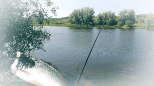 ПОЕХАЛИ С ОТЦОМ НА ОЗЕРО КЛЕВ БЕСПОДОБНЫЙ НАГЛЫЕ УЖИ ВОРУЮТ РЫБУ ИЗ ВЕДРА