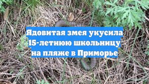 Ядовитая змея укусила 15-летнюю школьницу на пляже в Приморье
