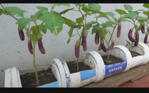 Садим Баклажан (Синенький)