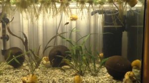 Перезапуск аквариума